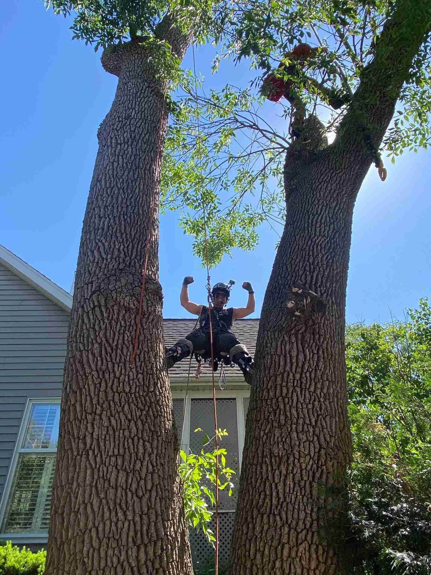 Madison WI Tree Removal Company | Reon Rounds Tree Service