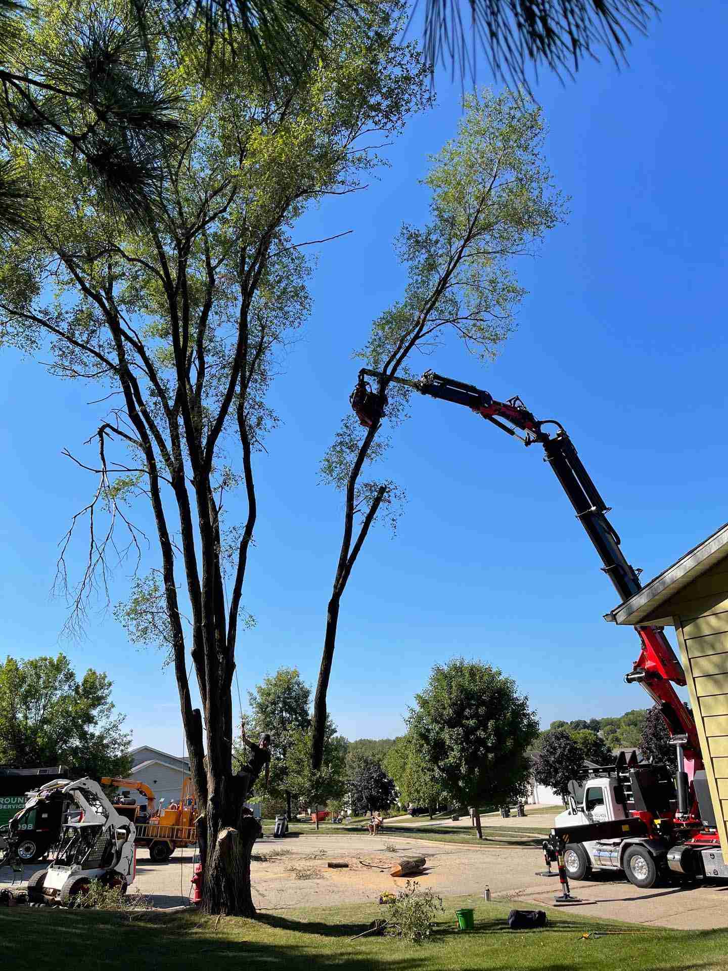 Madison WI Tree Removal Company | Reon Rounds Tree Service