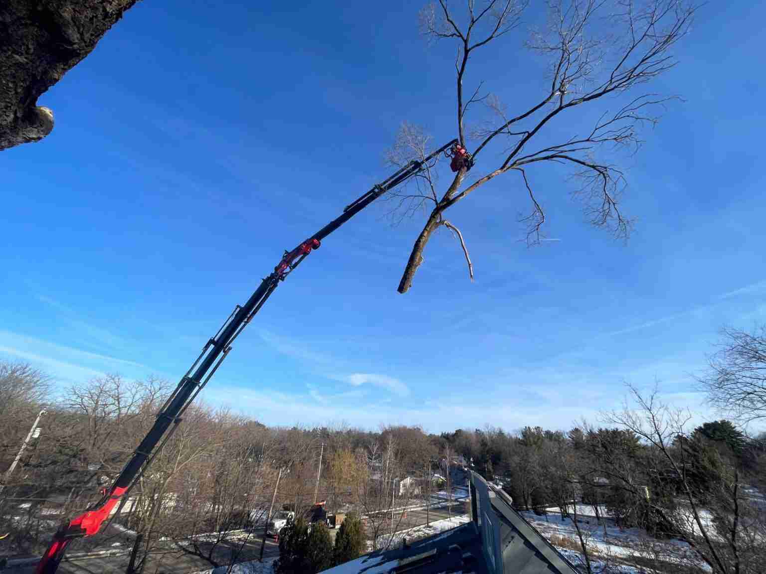 Madison WI Tree Removal Company | Reon Rounds Tree Service